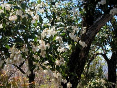 �A�Z�r�̉�